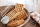 Neumärker Waffle Maker Thermocook® incl. Lorraine Waffle Interchangeable Plates